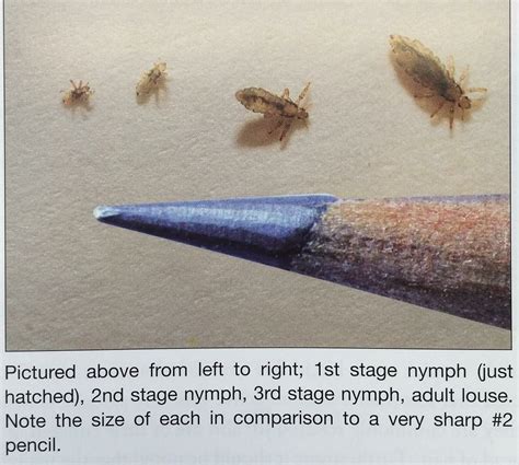 Lice Life Cycle Stages Anglea Hutcherson