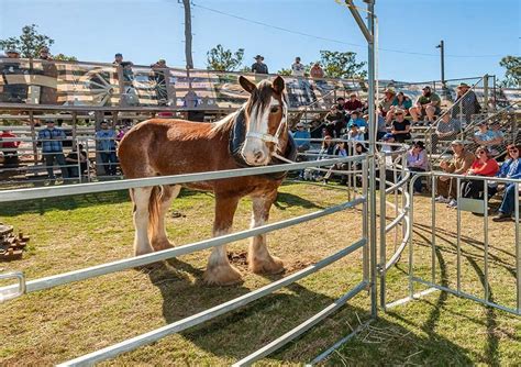 Queensland Whip Cracking Championships - MamaMag