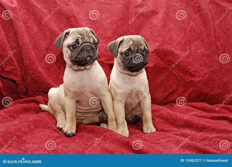 Young Ten Weeks Old Female Pugs Stock Image Image Of Carlino Sitting