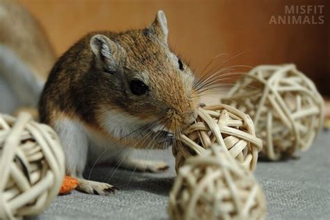 Gerbil Breeds: 8 Types Of Gerbils & Their Characteristics