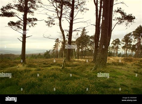 Trees In An English Landscape Stock Photo Alamy