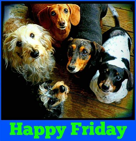 Happy Friday Dachshund Lovers Dachshund Happy Friday