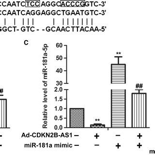 CDKN2BAS1 Can Directly Interact With MiR181a5p In HeLa Cells A