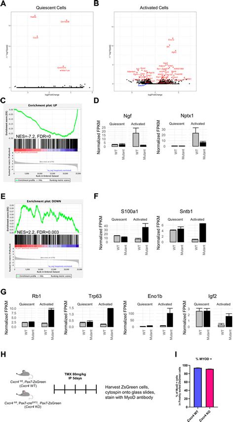 Frontiers The Chemokine Receptor CXCR4 Regulates Satellite Cell