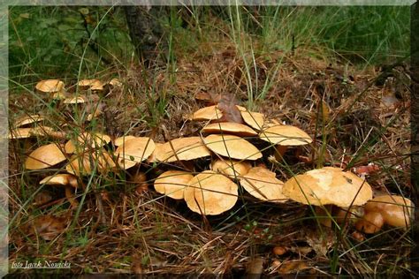 Ma Lak Sitarz Suillus Bovinus Forum Nagrzyby Pl