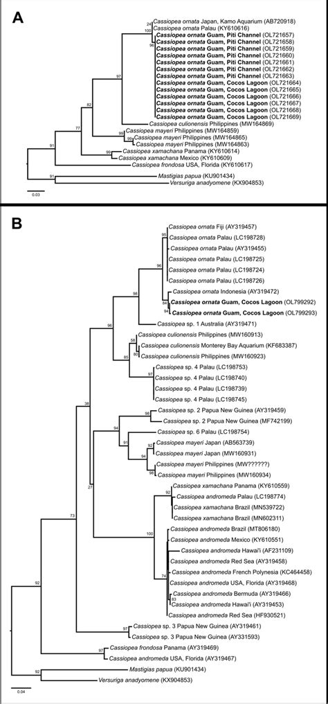 A 16s Rdna Maximum Likelihood Phylogeny Inferred Under The Gtr G Download Scientific Diagram