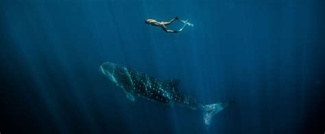 Australien In Westaustralien Mit Walhaien Schwimmen Reisebine