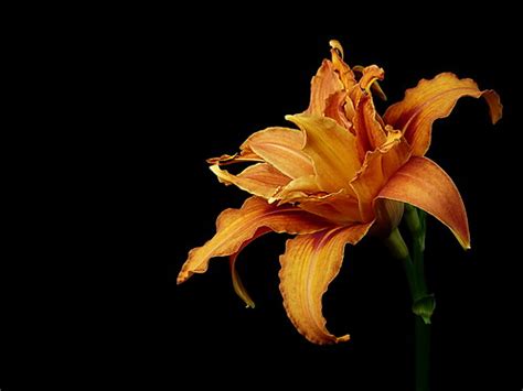 Hemerocallis Fulva Flore Pleno Pflanzenblickde Flickr