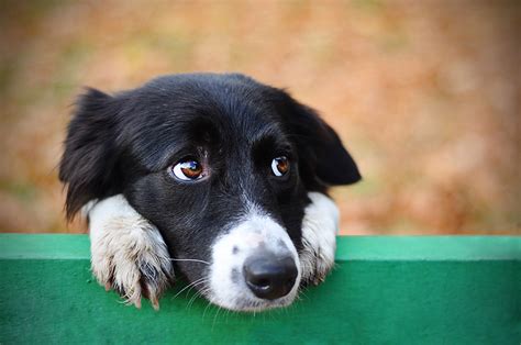 dog facial expressions     pictures dogster