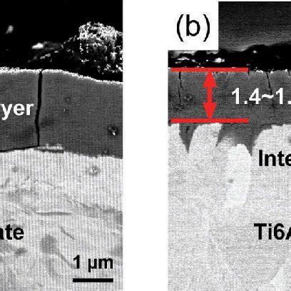 Cross Sectional Bse Sem Images Of A Ct Cpti And B Ct Ti Al V