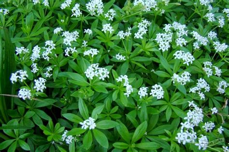 Ясменник душистый (Asperula graveolens) - описание сорта, фото, саженцы ...
