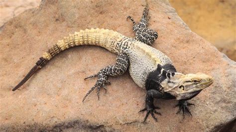 Endemic Lizards Of Baja California Youtube