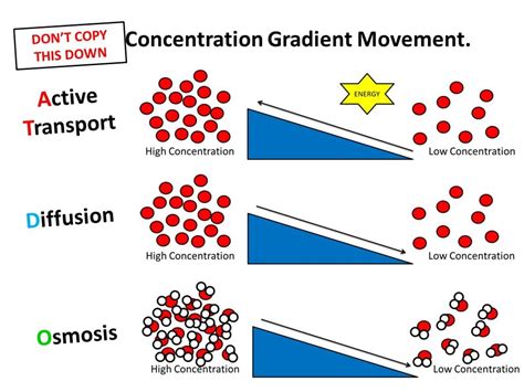 Diffusion And Osmosis Active Transport Pictures to Pin on Pinterest - PinsDaddy