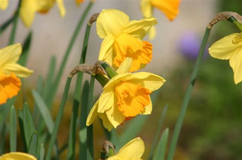 Easter Bell Daffodil Flower Yellow Free Photo On Pixabay Pixabay