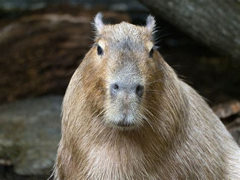 Cleveland Metroparks Zoo 09-06-2019 - Capybara 2 | Capybara … | Flickr