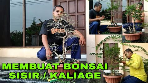 21 Cara Menanam Bonsai Sisir