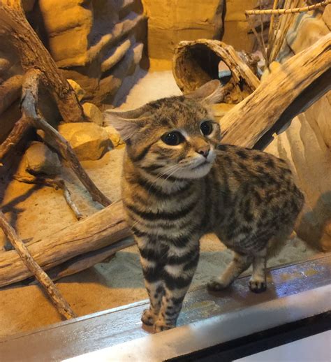 Black Footed Cat Size Dailyhive