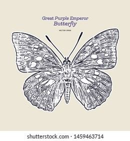 Butterfly Hand Drawingvector Stock Vector Royalty Free 88829920