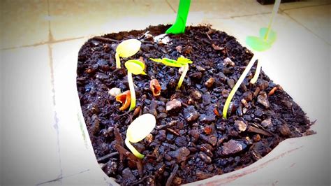 Gleditsia Triacanthos Honey Locust Seedlings Youtube