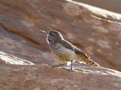 Geotripper S California Birds Rock Wren In The Devil S Garden At