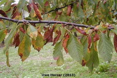 cherry tree leaves turning brown - Delphine Snodgrass