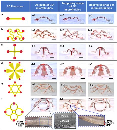 Shape Programmable 3D Microfluidics