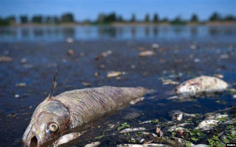 Ton Ikan Mati Di Sungai Oder Jerman Misteri Kematian Belum