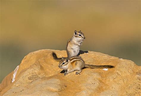 Least Chipmunk (Tamias minimus)