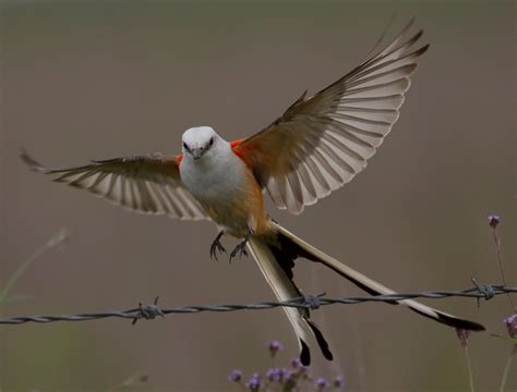 Otay River | San Diego Bird Spot