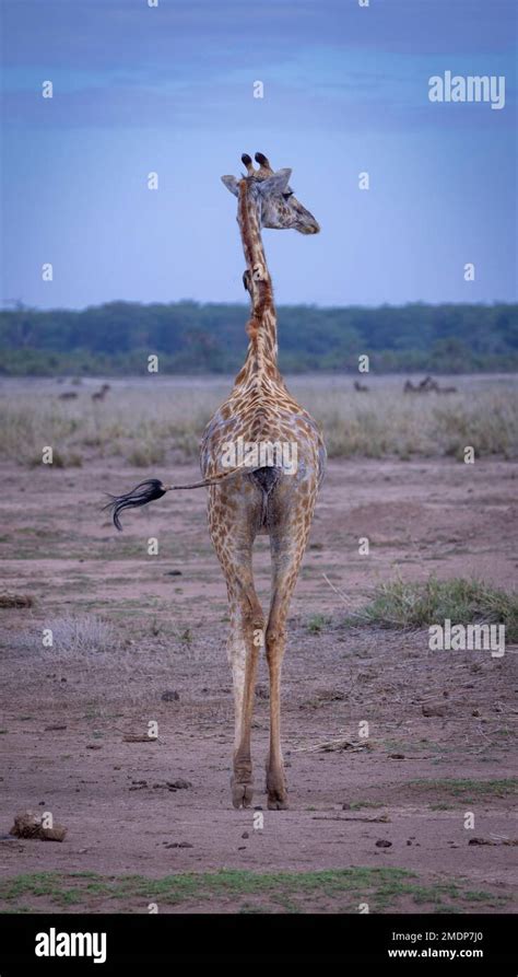 Sick Thin Giraffe Amboseli National Park Kenya Stock Photo Alamy