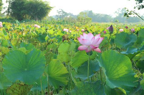 Teratai Merah Jambu Bunga Di Luar Foto Gratis Di Pixabay Pixabay