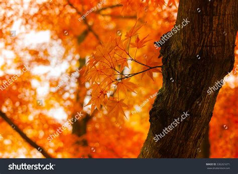 Amazing Fiery Orange Japanese Maple Tree Stock Photo 336261671 ...