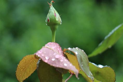 Imagen Gratis Naturaleza Gota Flor Silvestre Hoja Roc O Flora