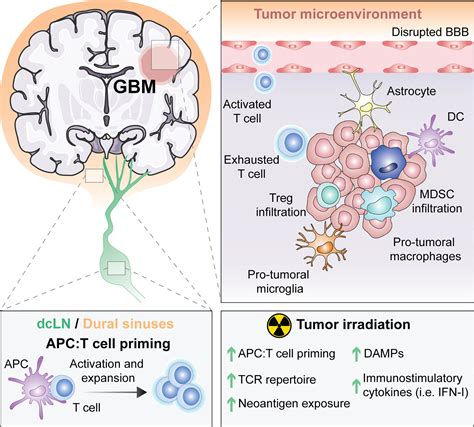 Frontiers Exploiting Radiation Therapy To Restore Immune Reactivity