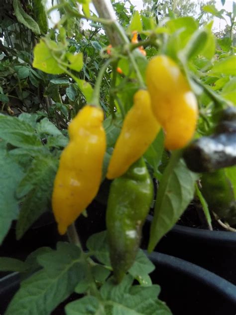 Se produkter som liknar Hot lemon chili frö på Tradera