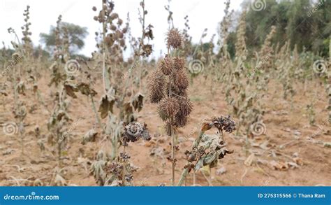 Ripped Ricinus Communis Crop Field Arandee Crop Ripped Castor Crop