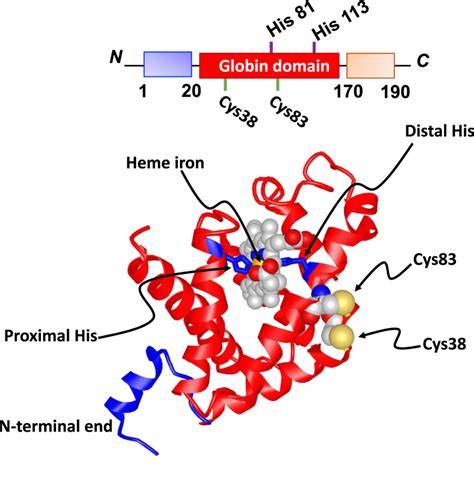 Emerging Perspectives On Cytoglobin Beyond No Dioxygenase And