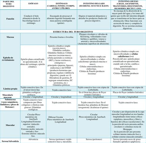 Cuadros Comparativos Del Sistema Digestivo Descargar