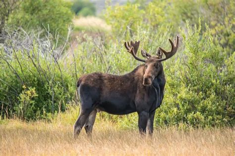 The Moose Spirit Animal Moose Symbolism And Dream Meaning Explained