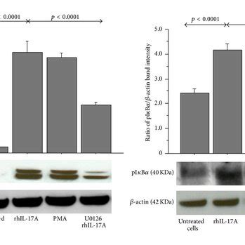 Effect Of Hmw Ha Mmw Ha And Lmw Ha In Rpmi Cells Stimulated With