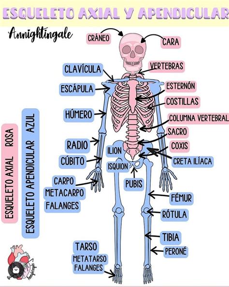 Como É Dividido O Esqueleto Humano - Doctor - El esqueleto humano se divide en dos partes: el esqueleto ...