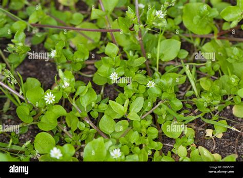 Common Chickweed Stellaria Media Blooming Germany Stock Photo Alamy