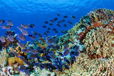 Caribbean Coral Reef [image] Eurekalert Science News Releases