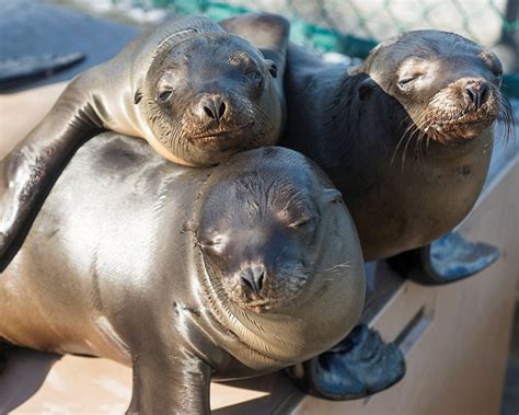 Hundreds Of Undernourished Sea Lion Pups Rescued From California Coast