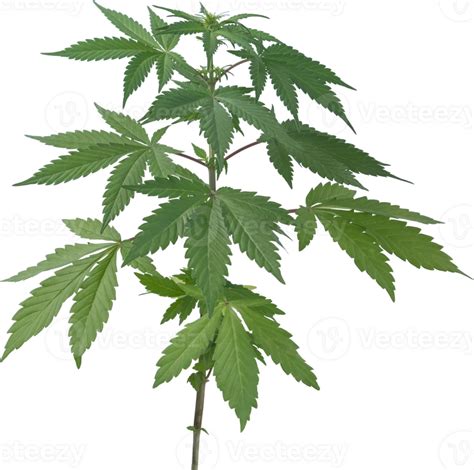 Cannabis Hemp Plant Cut Out On Transparent Background 26573613 Png