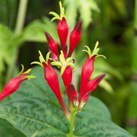 Spigelia Marilandica White Flower Farm