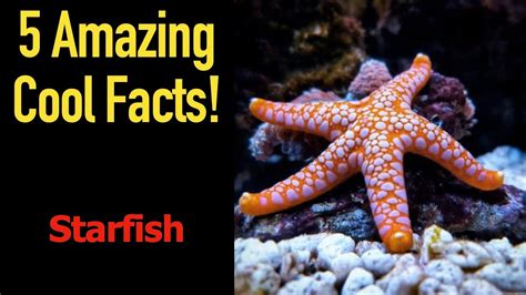 5 Fascinating Facts About Starfish YouTube