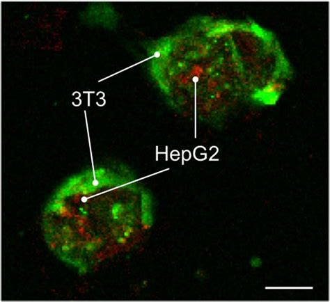 Co Cultured Cells Inside 3d Microstructures After 3 Days Hepg2 Cells