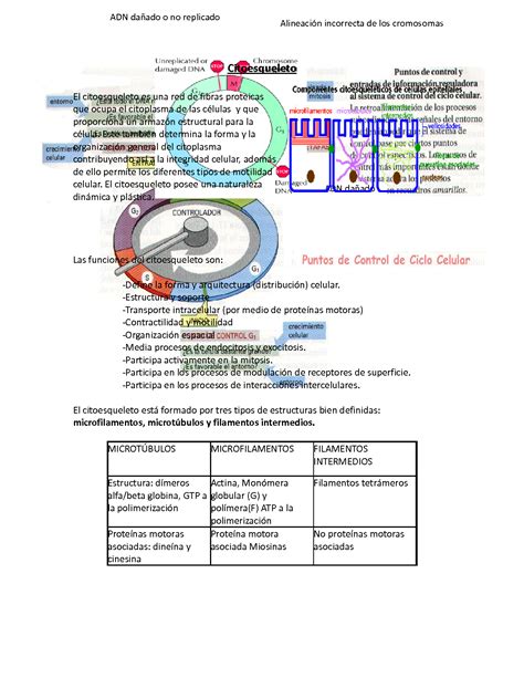 SOLUTION Resumen Tipos De M Sculo Uniones Celulares Biologia Studypool