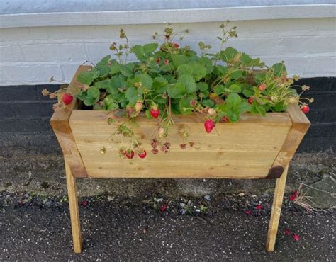 How To Grow A Bumper Crop Of Strawberries In A Small Space Strawberry